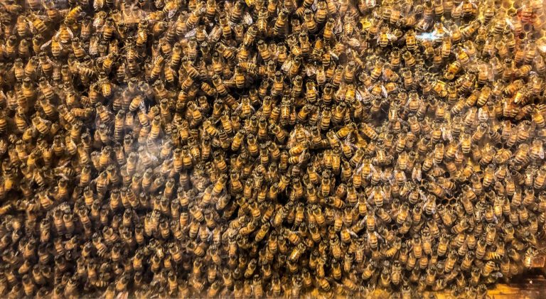 Kobe Cafes &amp; Restaurants