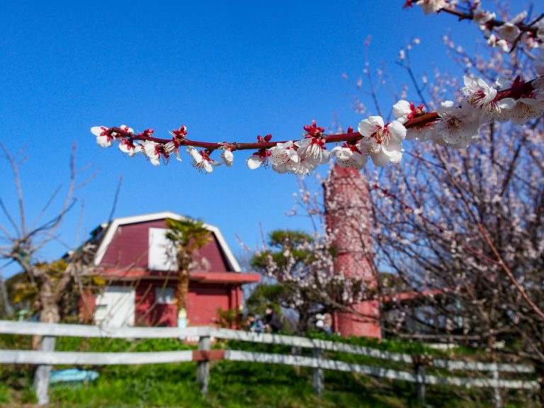 Things to do in Akashi