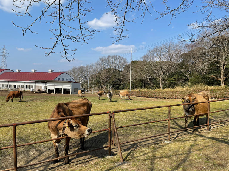 Kyoshin Bokujo 共進牧場