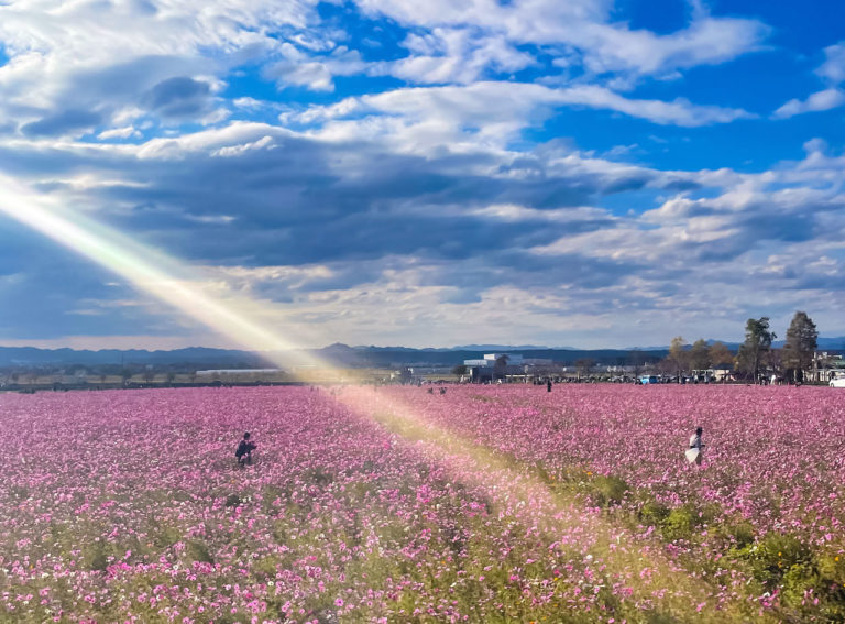 Cosmos Flowers