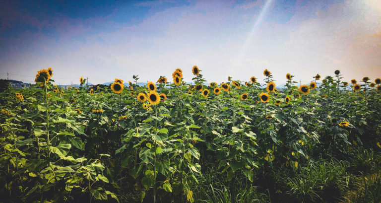 Sunflowers