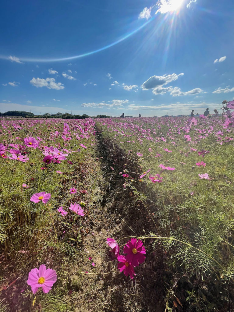 Cosmos Flowers