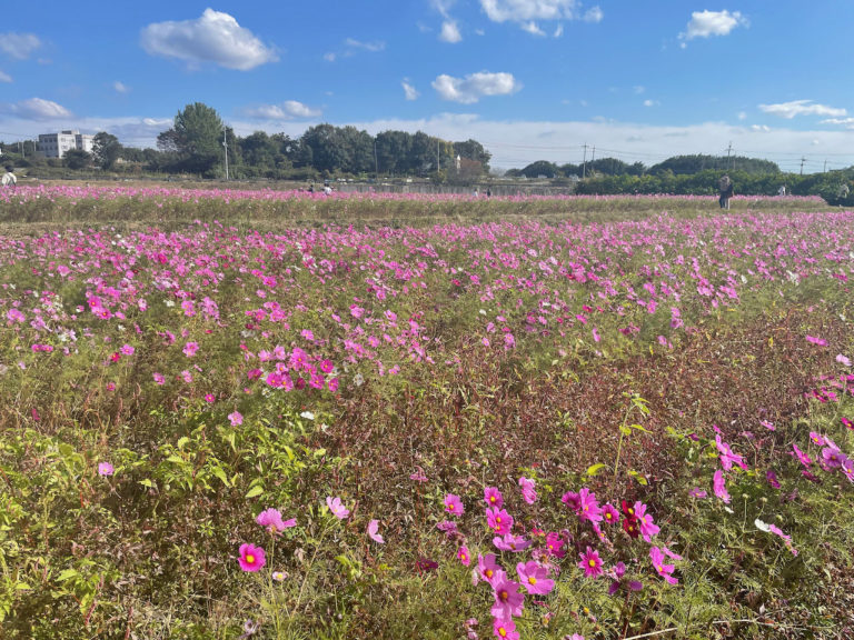 Cosmos Flowers