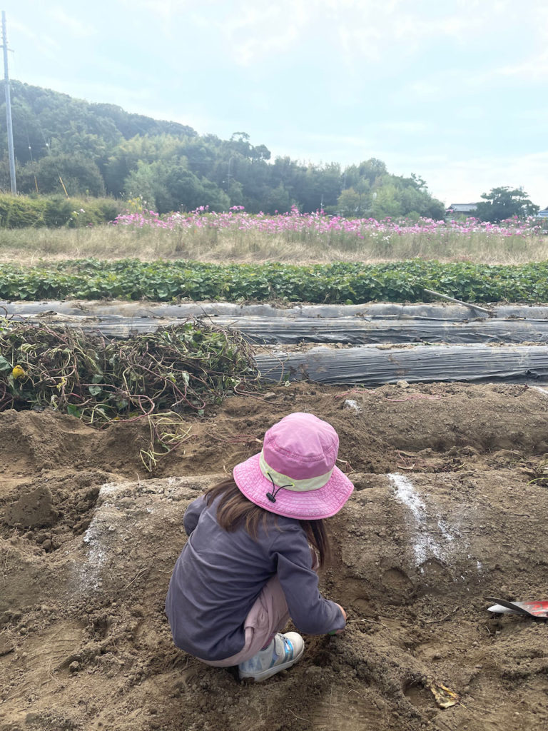 Sweet Potato Digging