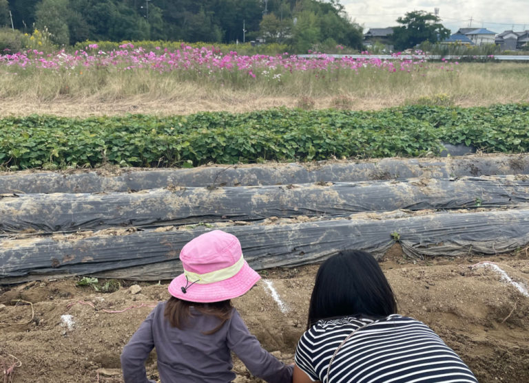 Sweet Potato Digging