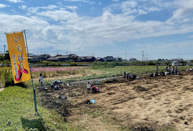 Sweet Potato Digging