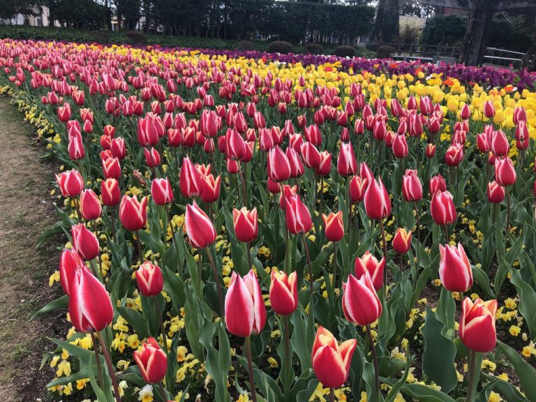 Hyogo Prefectural Flower Center