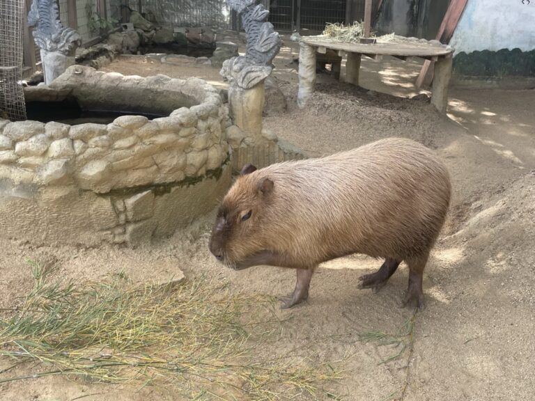 IMG 4468 dsqz 768x576