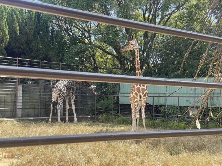 IMG 4503 dsqz 768x576